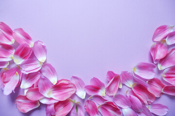 Fototapeta premium Pink petals on purple background. Floral background for Women's day, Mother's day and Spring time. 