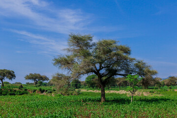 Fototapeta na wymiar Panoramic View to the Green Trees and Mountains under Cloudy Blue Sky of the Omo River Valley, Ethiopia