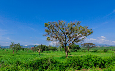 Panoramic View to the Green Trees and Mountains under Cloudy Blue Sky of the Omo River Valley, Ethiopia