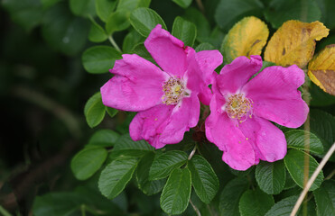 Obraz premium Blooming wild rosehip plant.