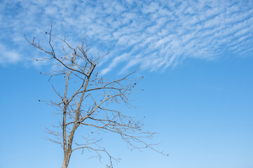 Dry trees under blue sky and white clouds