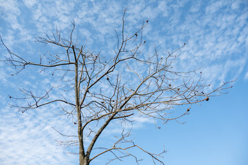 Dry trees under blue sky and white clouds