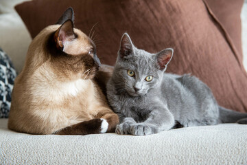 Gato azul ruso apoyado en gato siamés