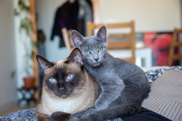 Gato azul ruso apoyado en gato siamés