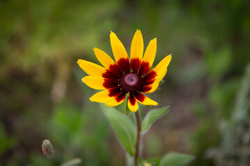 Fototapeta premium Macro shot flower