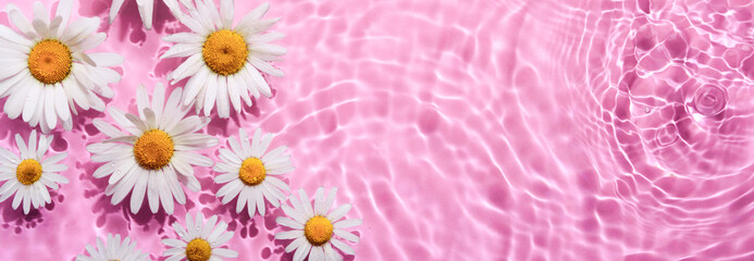 Chamomile flowers in pink water banner with concentric circles and ripples. Natural beauty Spa concept, Copy space