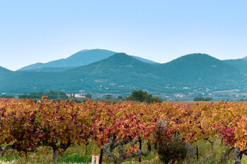 vineyard landscape, rural landscape