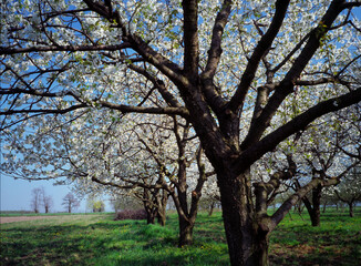Fototapeta na wymiar flowering fruit tree in the orchard