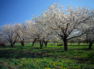 Fototapeta na wymiar flowering fruit tree in the orchard
