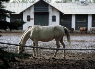 The Janow Podlaski Stud - May, 2010, Poland