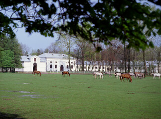 Horses in the Janow Podlaski Stud - May, 2010, Poland