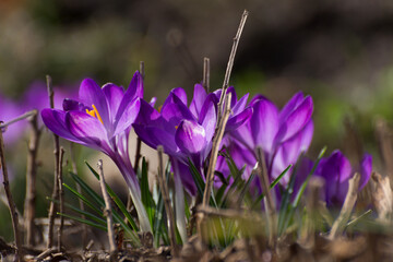 Beautiful crocuses spring first oniony. Group of blooming purple flowers, good for greeting postcard.