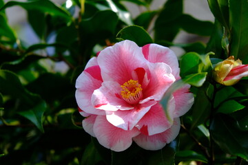 Obraz premium 植物