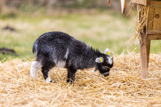 Goat kid in straw