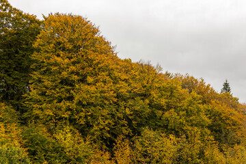 Colorful autumn trees