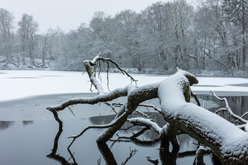 Winter in a danish forest