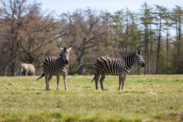Fototapeta na wymiar Zebra, elephant, savanna