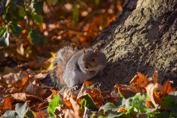 A grey squirrel in a park in London, UK