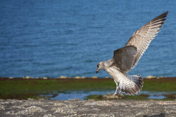 1 young sea gull landing on stony dam in front of Dutch North Sea. Beautiful bird animal with magnificent wings in front of blue sea water. Side view. Wildlife in Netherlands, Zeeland, Brouwersdam.