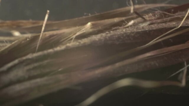 hemp plant fibers