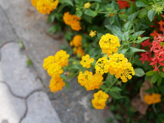 沖縄の歩道脇に咲く黄色の花ランタナ
