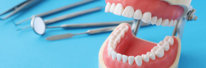 Artificial jaw with equal beautiful teeth and dental instrument on table