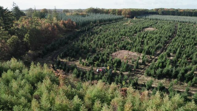 Aerial View Of Tractor Driving Around Forest Of Nordmann Fir - Steady Shot