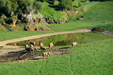 African elephants around a lake in the Cabarceno Nature Park, Cantabria
