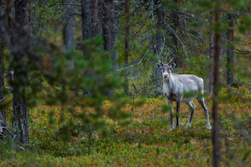 Obraz na płótnie Canvas Reindeers in Autumn in Lapland, Northern Finland. Europe