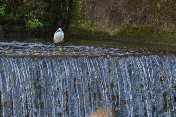 日本の川で飛び立つシラサギ