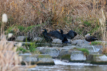 日本で水浴びをする川鵜