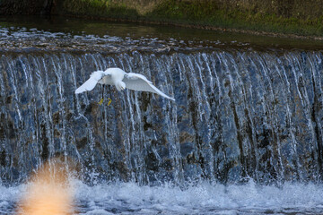 日本の川で飛び立つシラサギ