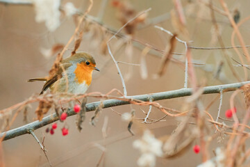 European robin - Erithacus rubecula on the branch