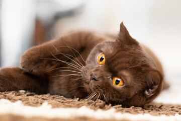 Purebred British Shorthair cat indoor portrait