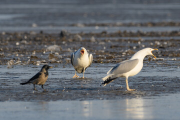 Yellow-legged gull -  Larus michahellis