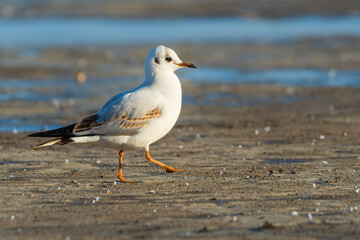 Yellow-legged gull -  Larus michahellis