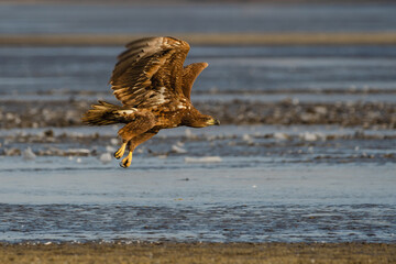 White-tailed eagle flying over the lake