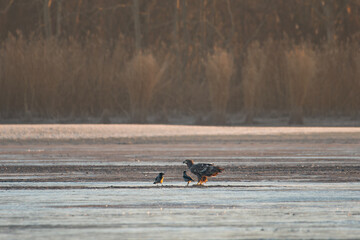 White-tailed eagle in winter lake