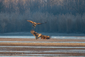 White-tailed eagle flying over the lake