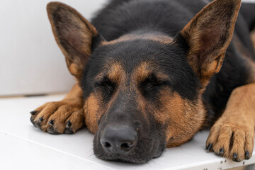 german shepherd lying on a bench