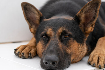 german shepherd lying on a bench