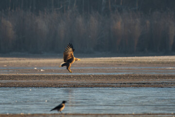 White-tailed eagle flying over the lake