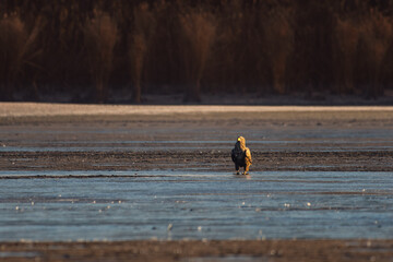 White-tailed eagle on the lake