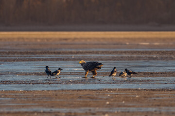 White-tailed eagle in winter lake