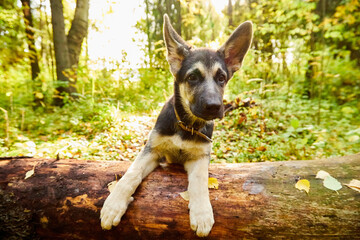 Naklejka na ściany i meble Dog German Shepherd in a forest in an autumn day