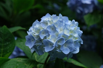 紫陽花