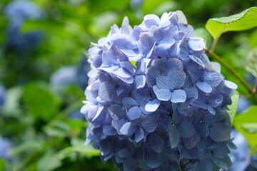 紫陽花