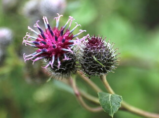 Beautiful flowers weed thorns