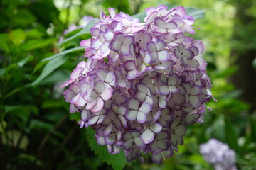 紫陽花
