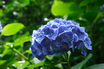 紫陽花
